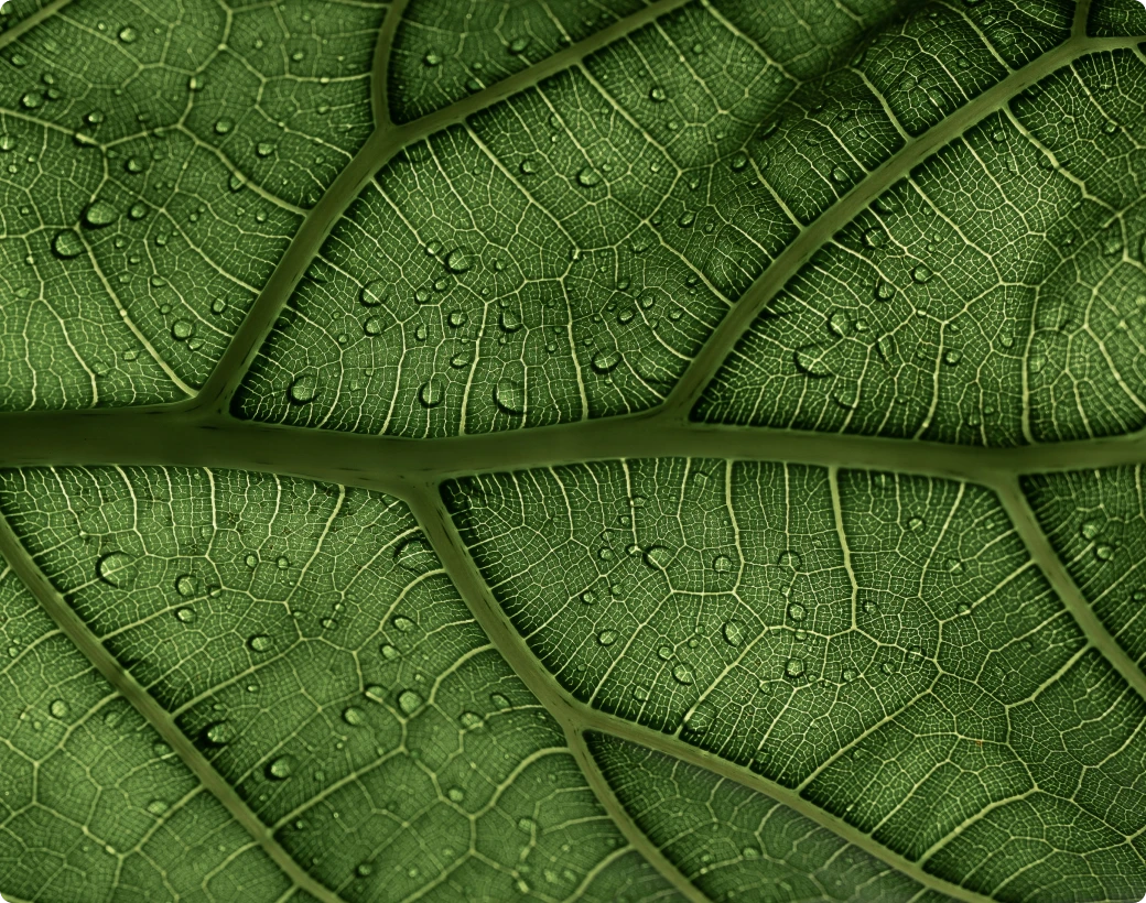 Closeup of leaf