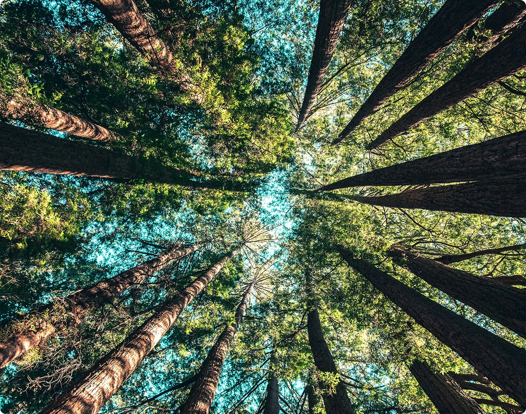 Trees